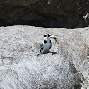 pied kingfisher