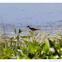 Solitary Sandpiper