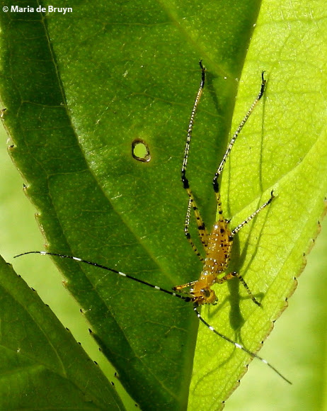 Spotting Image 1