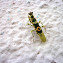 Spiny Flower mantis