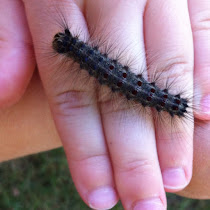Minnesota Non-native Arthropods