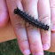 Gypsy moth