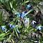 Siberian Squill