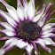 Osteospermum