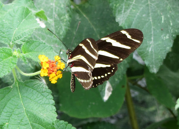Spotting Image 1