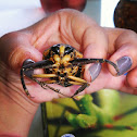 Giant water bug