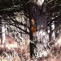 Fox squirrel