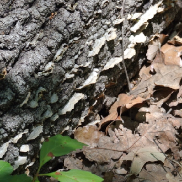 Spotting Image 1