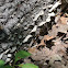 Shelf fungi