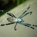 Tent spider