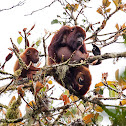 Colombian Red Howler Monkey