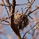 Yellow Warbler Nest