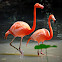 American Flamingo or Caribbean Flamingo