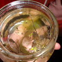 Water Scorpion