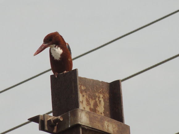 Spotting Image 1