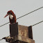 White-throated Kingfisher