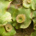 Liverwort