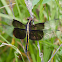 Widow Skimmer