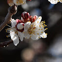 Apricot blossom