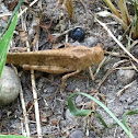 Grasshopper