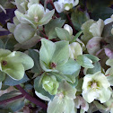 Lenten Rose