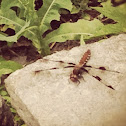 Common whitetail dragonfly