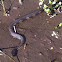 Banded water snake