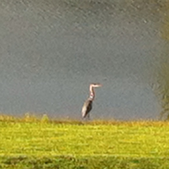 Spotting Image 1
