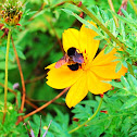 bee