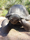 Desert Tortoise Statue