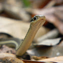 Peninsula Ribbon Snake