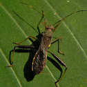 large brown bean bug, pod-sucking bug