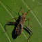 large brown bean bug, pod-sucking bug