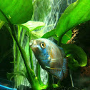 Dwarf Gourami