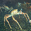 Japanese Spider Crab
