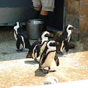 Black-Footed Penguin