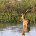 Sambar