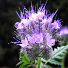 Lacy Phacelia