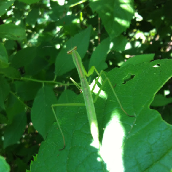 Spotting Image 1