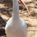 White Ibis