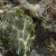 Yellow boxfish