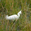 Snowy Egret