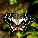 Common Lime