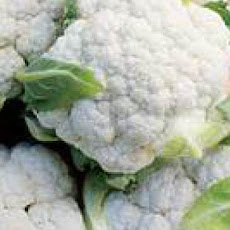 Shaved Cauliflower Gratin