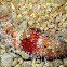 Sea cucumber?