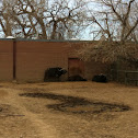 Cape Buffalo