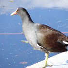 Common Moorhen