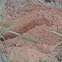 Cicada Killer burrow