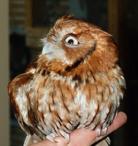Spotting Image 1