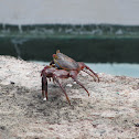 Sally Lightfoot Crab
